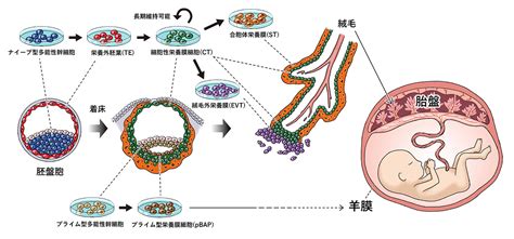 動物胎盤|胎盤形成と細胞間相互作用